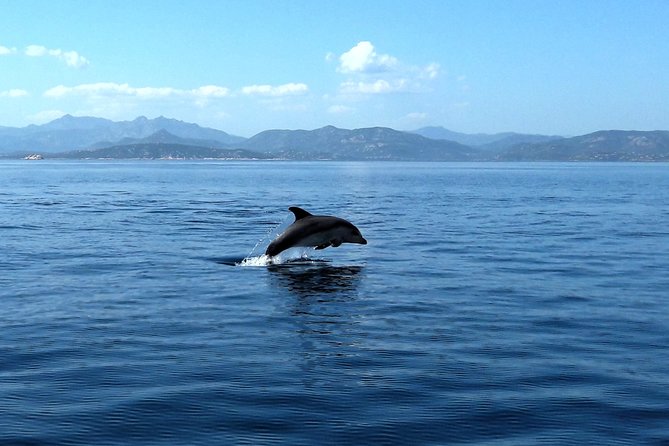 Observation of Dolphins and Snorkeling in a rubber boat in Olbia - Exploring Capo Figari’s Limestone Cliffs and Seabed