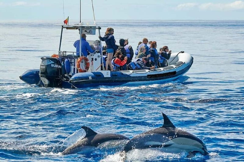 Observation of whales and dolphins in island Pico - Exploring Pico Island’s Marine Life in Detail