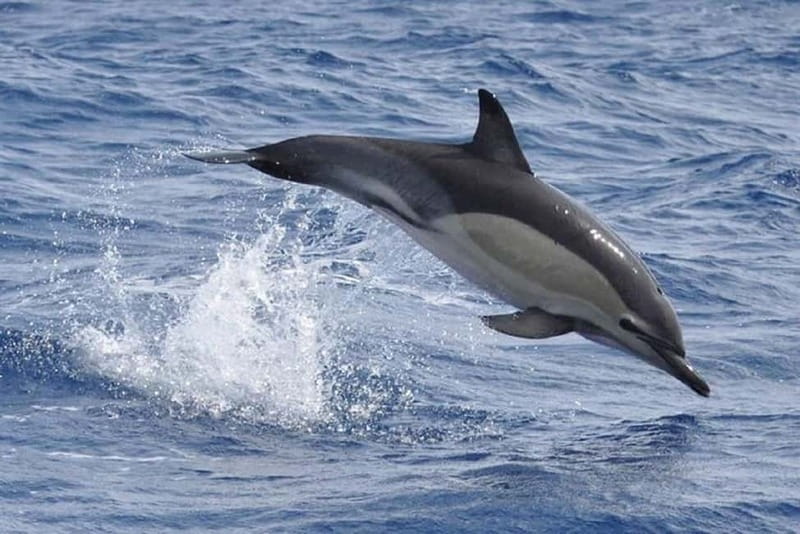 Observation of whales and dolphins in island Pico - Why This Whale and Dolphin Tour Stands Out in Pico