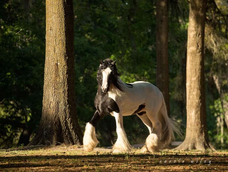 Ocala: Gypsy Gold Horse Farm Horses & History Tour - Explore the First Registered Gypsy Vanner Horses at Gypsy Gold Horse Farm