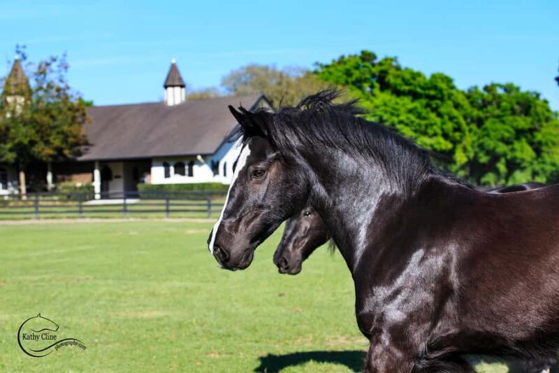 Ocala: Gypsy Gold Horse Farm Horses & History Tour - Authentic Insight into the Gypsy Vanner Breed and Culture