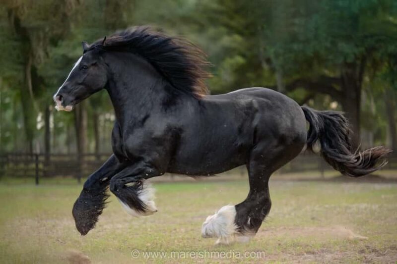 Ocala: Gypsy Gold Horse Farm Horses & History Tour - Practical Details for the Tour Experience