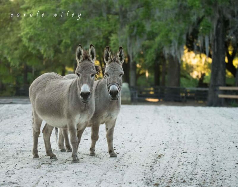 Ocala: Gypsy Gold Horse Farm Horses & History Tour - Considerations and Limitations of the Tour