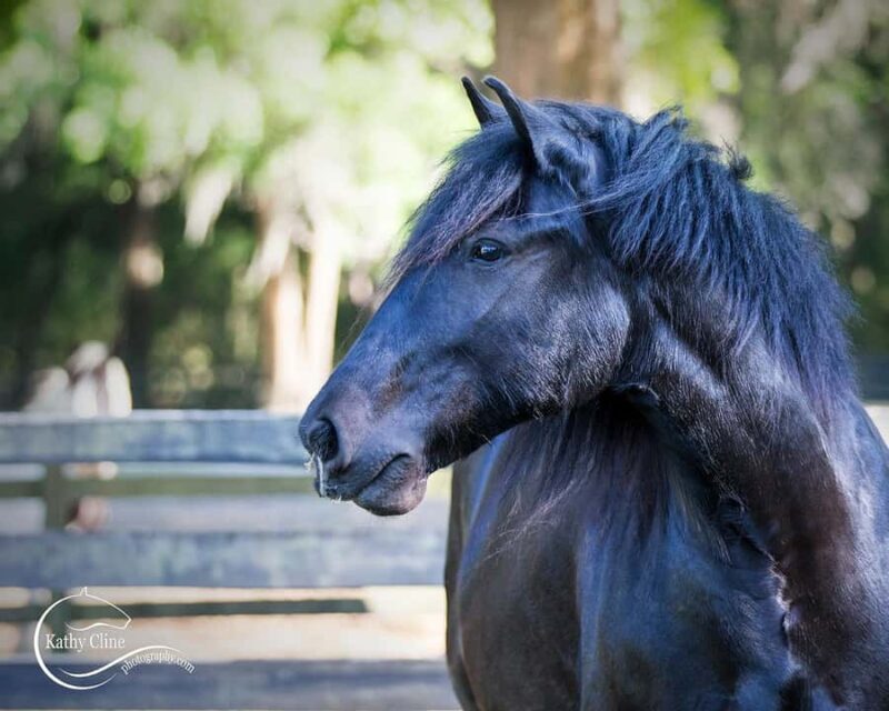 Ocala: Gypsy Gold Horse Farm Horses & History Tour - Why This Tour is a Must-Do in Ocala for Horse Enthusiasts
