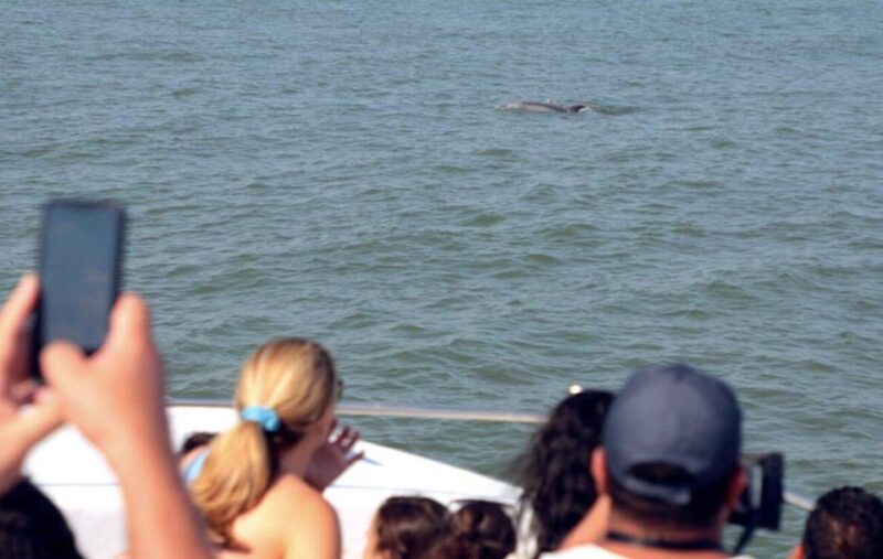 Ocean City, MD: Coastal Speedboat Tour with Dolphin Spotting - Wildlife Spotting: Dolphins and Marine Life