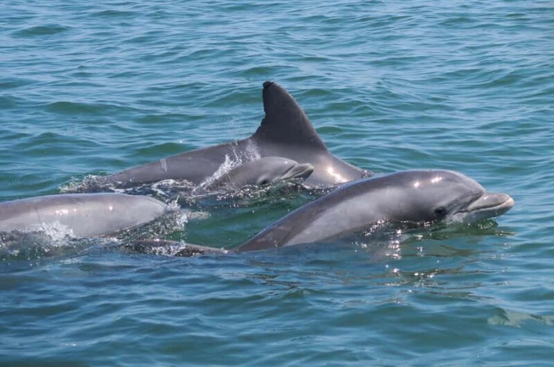 Ocean City: Private Party Assateague Island Cruise - Wildlife Encounters and Marine Life