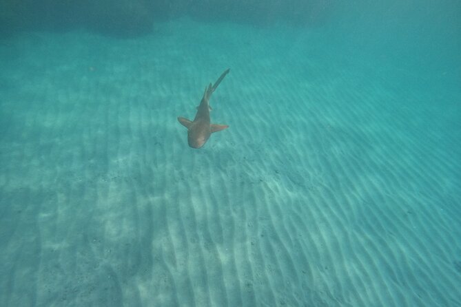 Ocean Ridge Snorkeling and Freediving Activity - Safety Protocols and Gear Handling