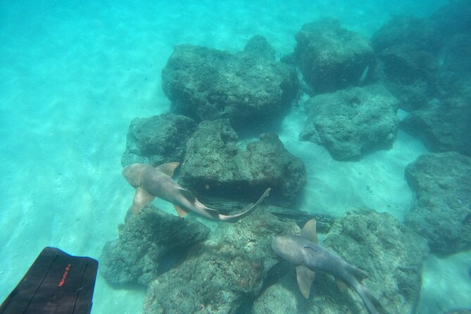 Ocean Ridge Snorkeling and Freediving Activity - The Marine Creatures You Can Expect to See