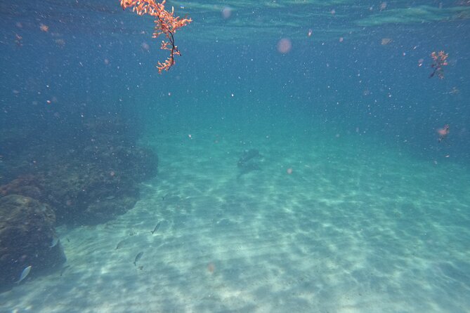 Ocean Ridge Snorkeling and Freediving Activity - Weather and Cancellation Policies