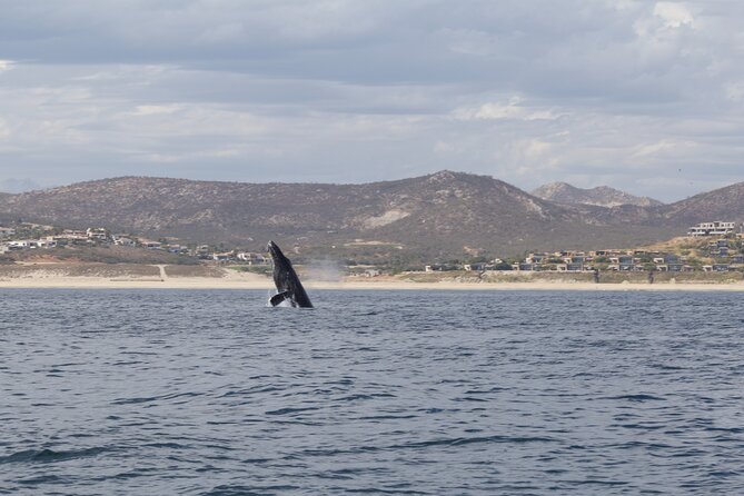 Ocean Safari in San Jose del Cabo - The Small Group Advantage and Personalized Service