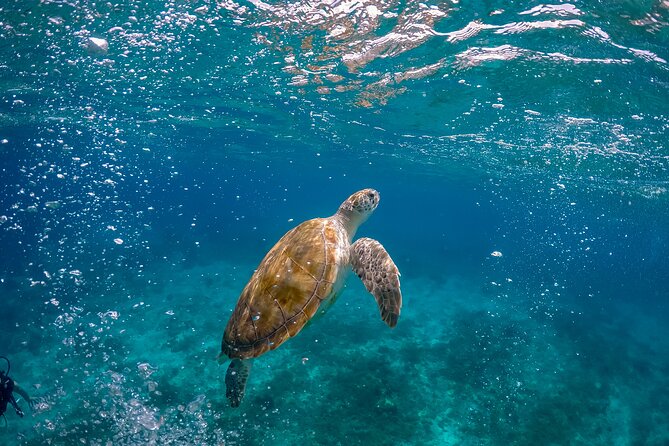 Ocean Safari: Orcas, Whales & Baja's Ocean Giants Adventure - Key Points