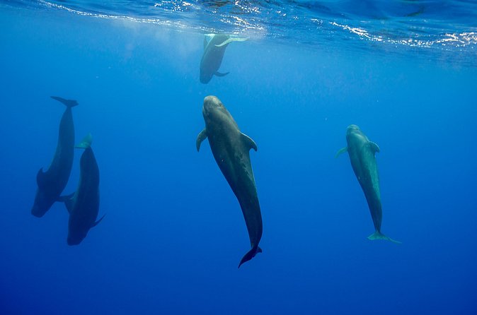 Ocean Safari: Orcas, Whales & Baja's Ocean Giants Adventure - Snorkeling at La Reina Reef and Other Marine Sites