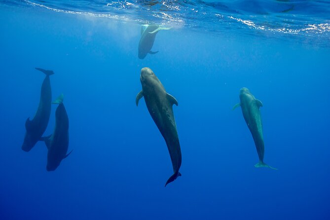 Ocean Safari: Orcas, Whales & Baja's Ocean Giants Adventure - The Wildlife Encounters: Orcas, Whales, and Manta Rays