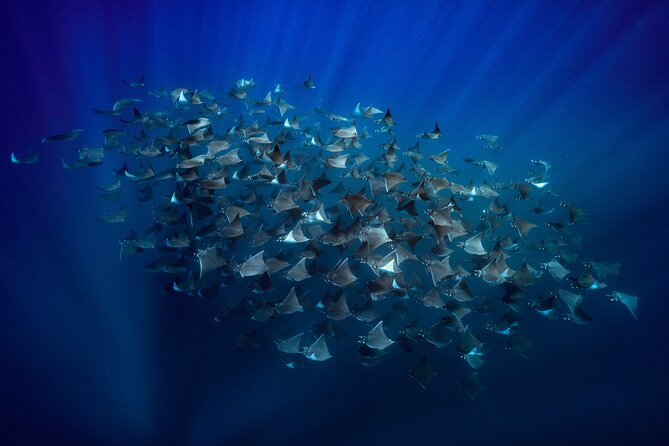 Ocean Safari: Sea Lions, Mobula Rays, Dolphins, Orcas & Whales - Key Points