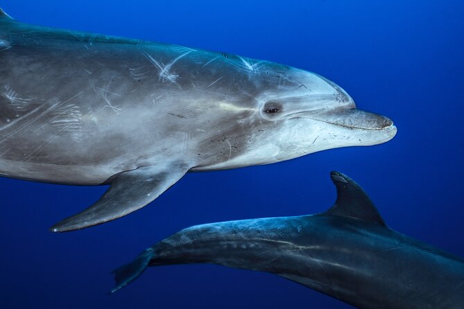 Ocean Safari: Sea Lions, Mobula Rays, Dolphins, Orcas & Whales - Starting Point and Tour Duration