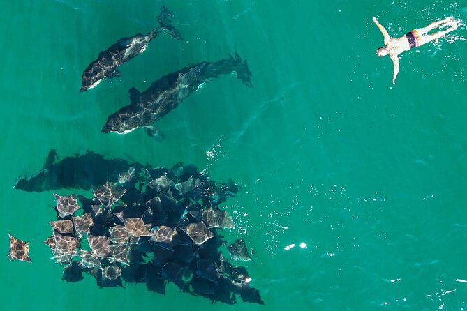 Ocean Safari: Sea Lions, Mobula Rays, Dolphins, Orcas & Whales - What to Expect During the Tour