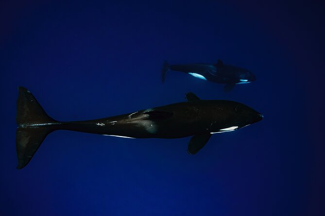 Ocean Safari: Sea Lions, Mobula Rays, Dolphins, Orcas & Whales - Physical Requirements and Recommendations