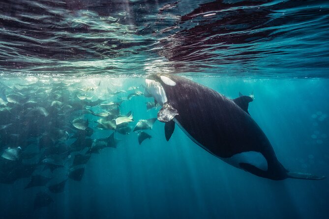 Ocean Safari: Sea Lions, Mobula Rays, Dolphins, Orcas & Whales - How the Tour Compares to Other Baja Adventures