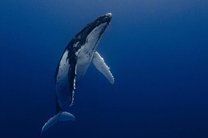 Ocean Safari Tour in Cabo San Lucas - Discover the Ocean Safari Tour in Cabo San Lucas