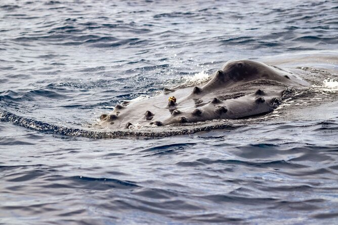 Ocean Safari Tour in Cabo San Lucas - Wildlife Spotting and Underwater Encounters
