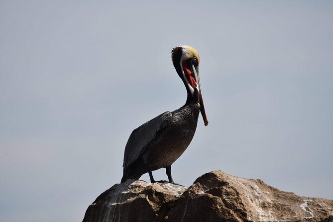 Ocean Safari Tour in Cabo San Lucas - Opportunities to See Humpback Whales and Other Marine Mammals