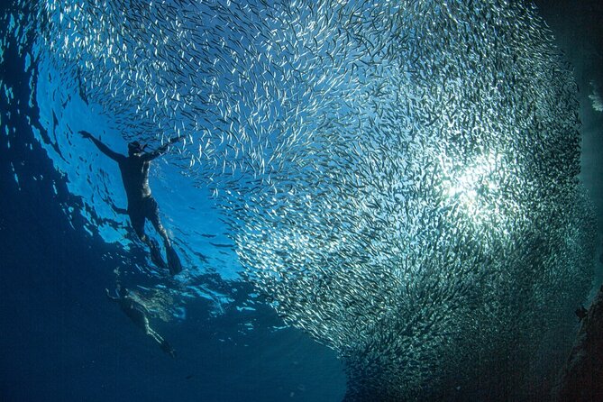 Ocean Safari Tour in Cabo San Lucas - The Crew and Guide Expertise