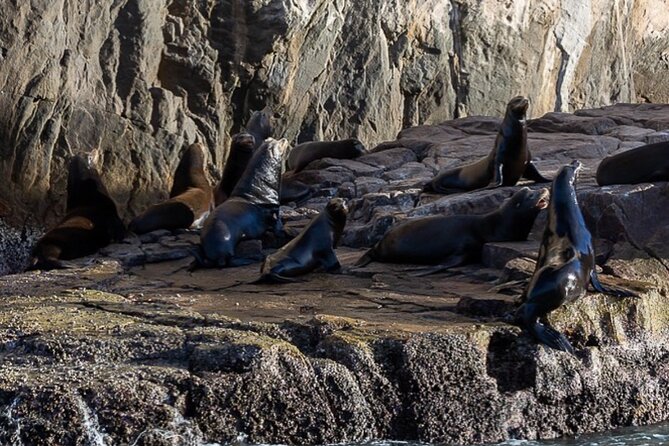 Ocean Safari Tour in Cabo San Lucas - Best Seasons and Timing for Wildlife Sightings