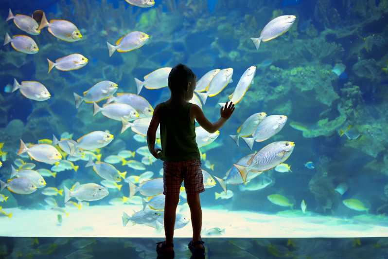 Oceanographic Museum of Monaco Ticket - Discover Monaco’s Oceanographic Treasure for $26