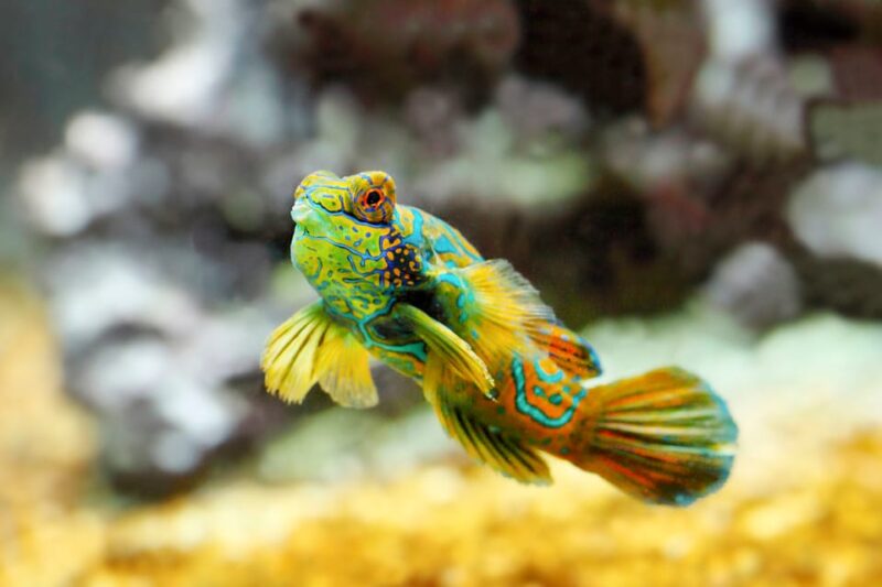 Oceanographic Museum of Monaco Ticket - The OCEANO ODYSSEY: A Futuristic Underwater Adventure