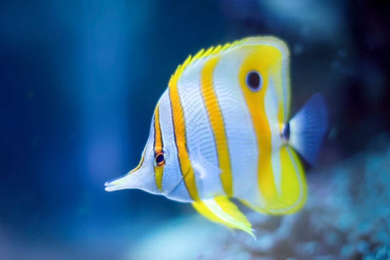 Oceanographic Museum of Monaco Ticket - Tips for Visiting the Oceanographic Museum