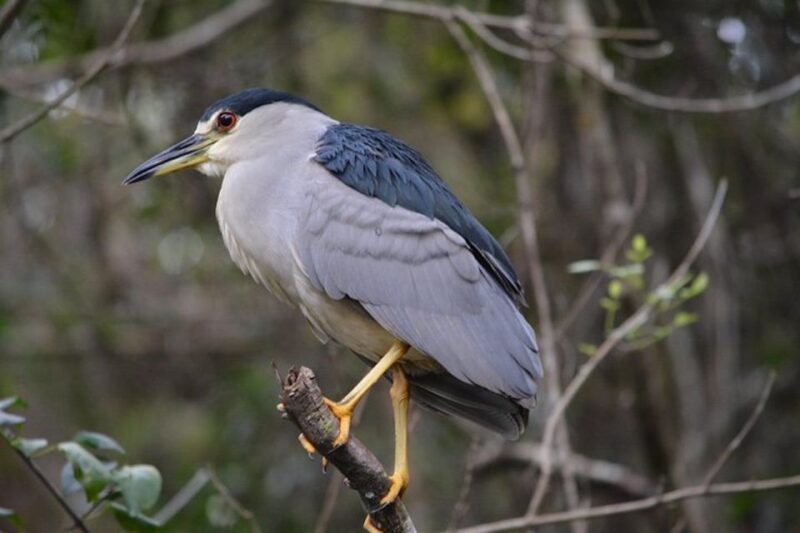 Ochopee: Half-Day Mangrove Tunnel Kayak Tour - Navigating the Turner River and Mangrove Canopy