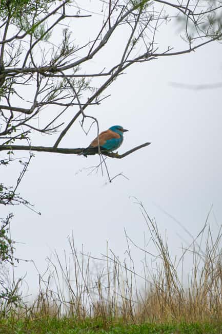 Off-Road Buggy Trip to David Gareja & Colorful Mountains - Lunch at a Local Georgian Restaurant
