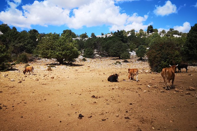 Off-road tour in the Supramonte and visit to Pischina Gurthàddala - Exploring the Calcareous Landscapes of Campu Oddeu and Campos Bàrgios