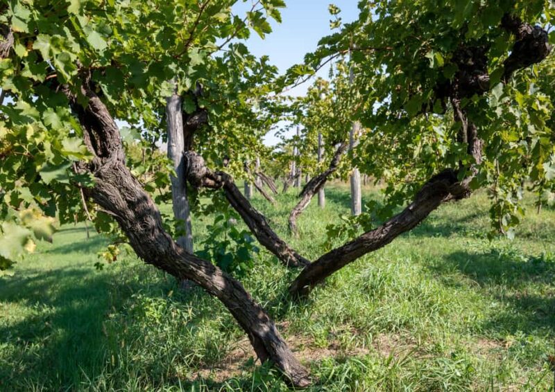 Off-road tour through vineyards and organic wine tasting at Villa Bogdano 1880 - Explore an Ancient Veneto Estate with Off-Road Adventures and Organic Wines