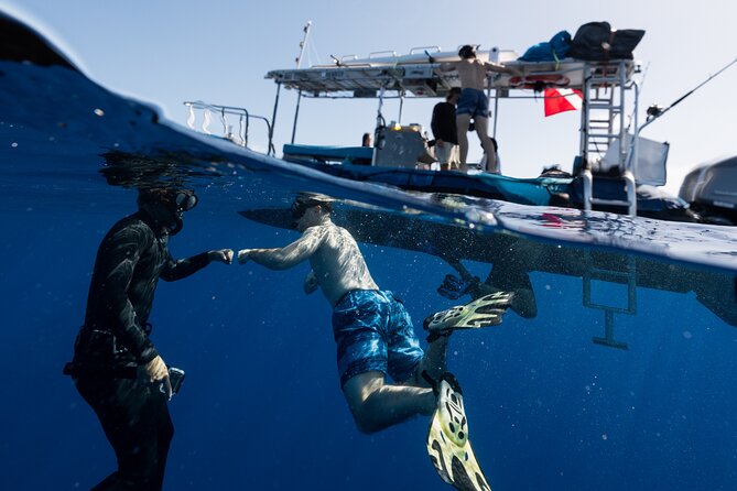 Offshore Safari Adventure in Kona with Underwater Videos - Free Underwater Videos Capture Ocean Life