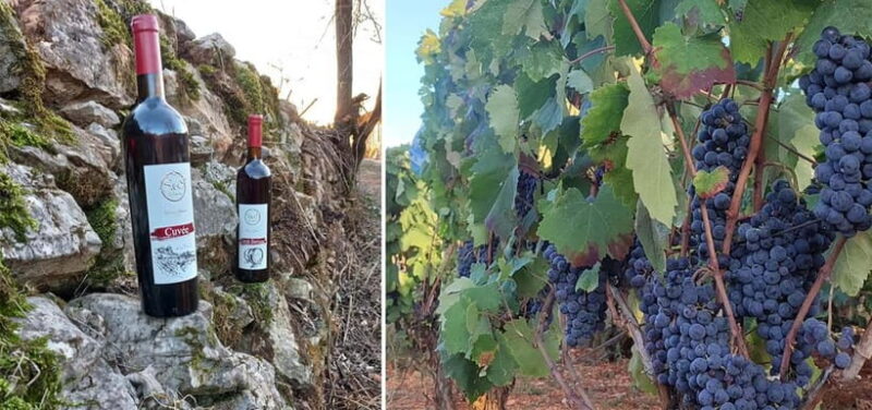 Ohrid: S&S Winery Tour and Wine Tasting Experience - What Makes This Winery Tour Stand Out