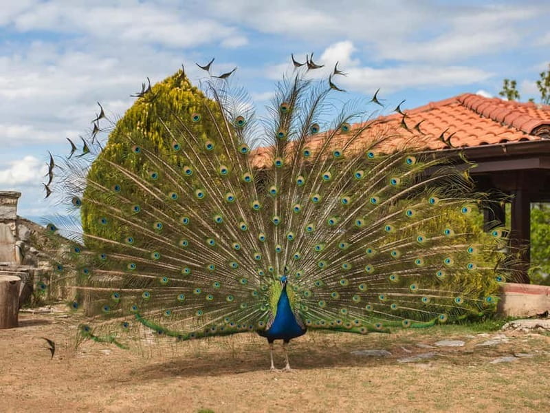 Ohrid & Traditional Village: Private Tour from Tirana/Durres - Key Points