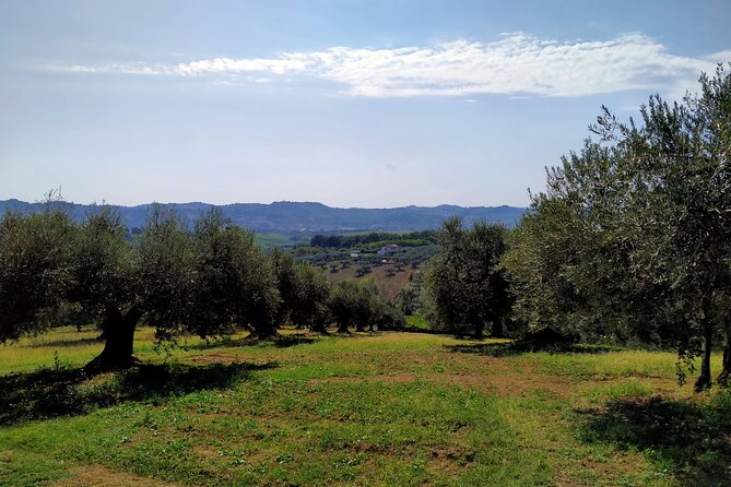 Oil Mill Private Tour with Guided Oil Tasting - Introduction to Frantoio Tini and Its Olive Oil Heritage
