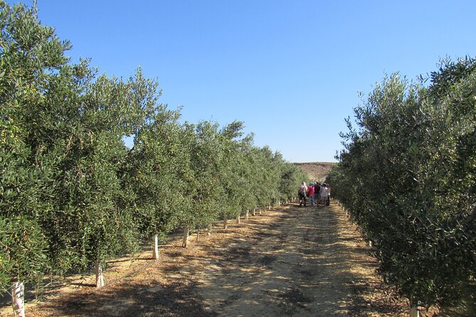 Oil tourism in Pulpí Discover the World of EVOO - Consistency in Excellence and Guest Feedback