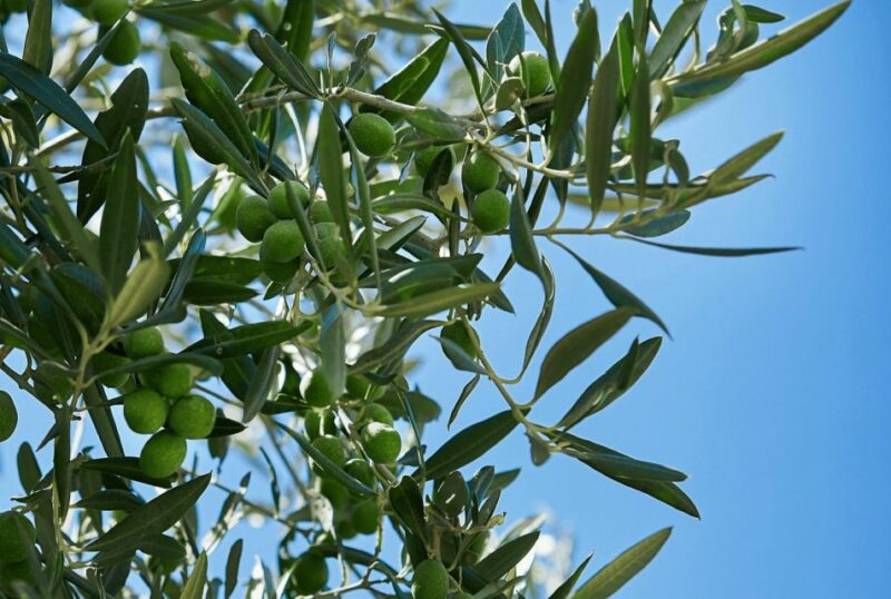 Oil & Wine Tasting - Key Points