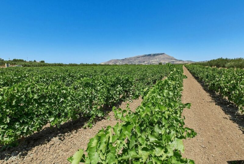 Oil & Wine Tasting - Exploring the Historic Baglio Ingardia in Sicily