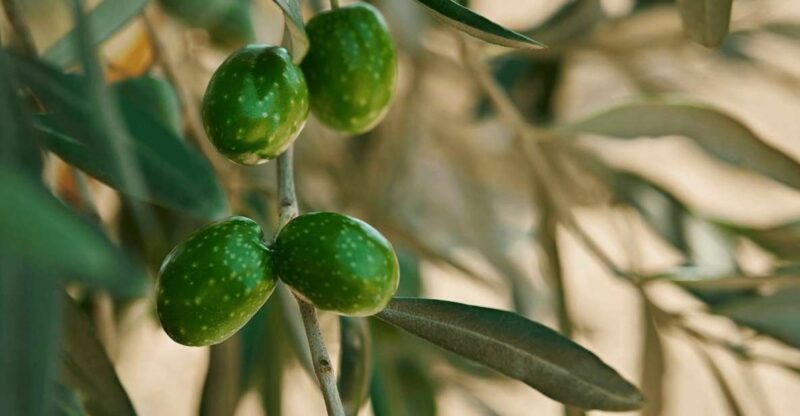 Oil & Wine Tasting - The Guided Tour: Knowledgeable Guides and Personal Touches