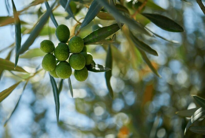 Oil & Wine Tasting - The Flavor Experience: Olive Oil and Wine Tasting Details