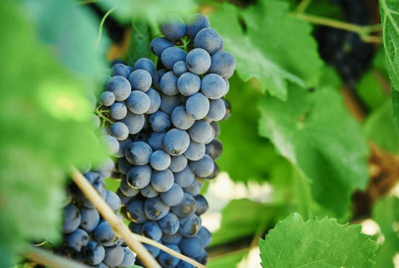 Oil & Wine Tasting - Practical Details: Booking, Cancellations, and Accessibility