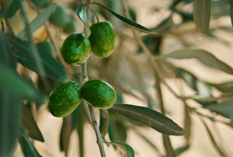 Oil & Wine Tasting - How This Tour Stands Out in Sicily