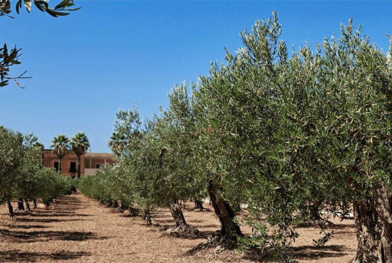 Oil & Wine Tasting - Who Will Enjoy This Experience Most?