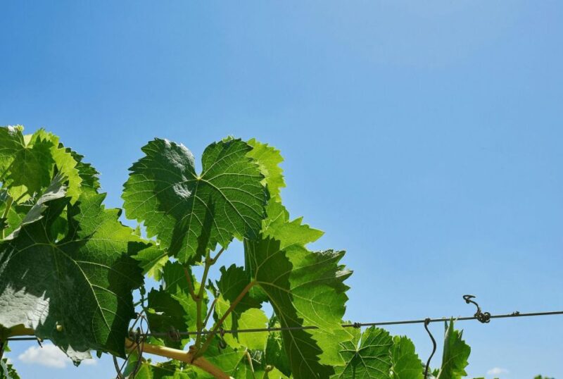 Oil & Wine Tasting - Final Thoughts on the Oil & Wine Tasting at Baglio Ingardia