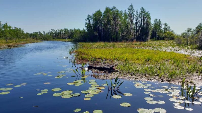 Okefenokee Swamp: Guided Kayak Tour with a Local Naturalist - Explore the Okefenokee Swamp with a Local Naturalist on a Guided Kayak Tour