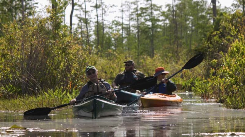 Okefenokee Swamp: Guided Kayak Tour with a Local Naturalist - What to Expect During the 2-Hour Kayak Adventure