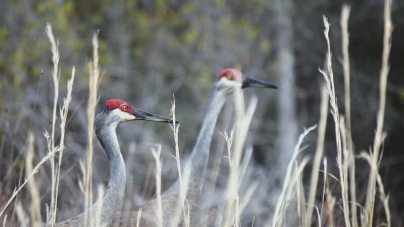 Okefenokee Swamp: Guided Kayak Tour with a Local Naturalist - Accessibility and Physical Requirements of the Tour